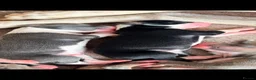 Lurcher dogs for sale: Lurcher puppies  - Advert 9