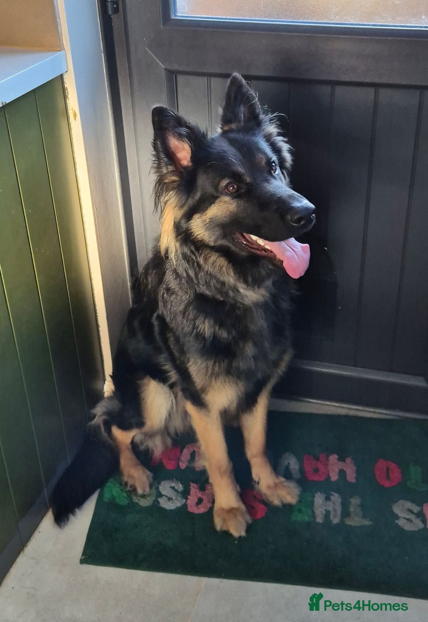 German Shepherd dogs Loving German Shepherd male - Advert 13