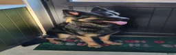 German Shepherd dogs for sale: Loving German Shepherd male - Advert 1