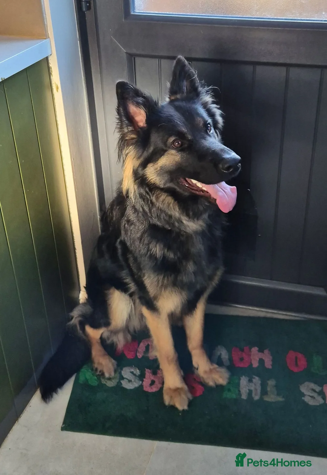 German Shepherd dogs for sale: Loving German Shepherd male - Advert 1
