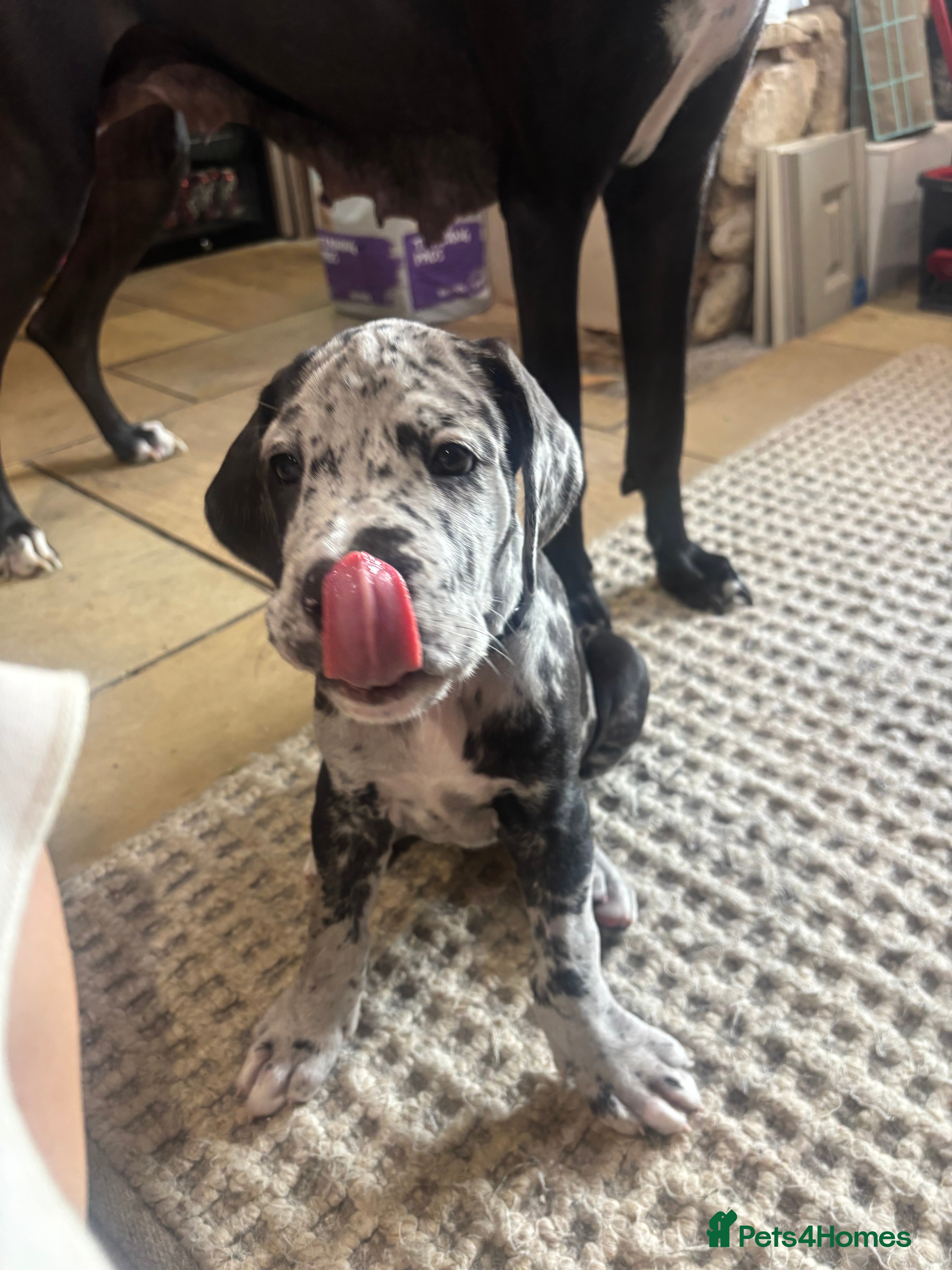Great Dane dogs Great Dane puppies for sale  - Advert 2
