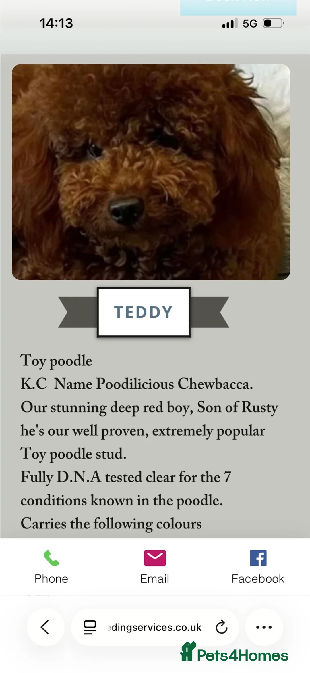 Cavapoo dogs for sale: 6 cavapoo pups ready to leave  - Advert 13