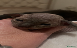 Sphynx cats for sale: Beautiful Sphynx cross orinetal kittens  - Advert 25