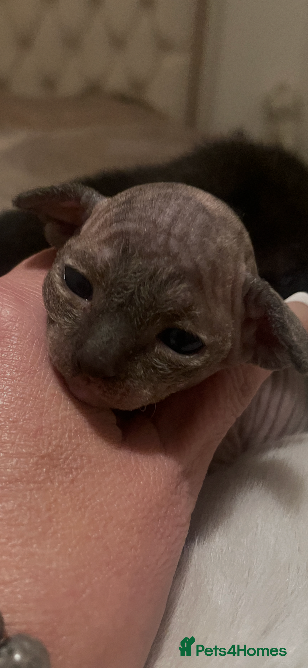 Sphynx cats for sale: Beautiful Sphynx cross orinetal kittens  - Advert 25