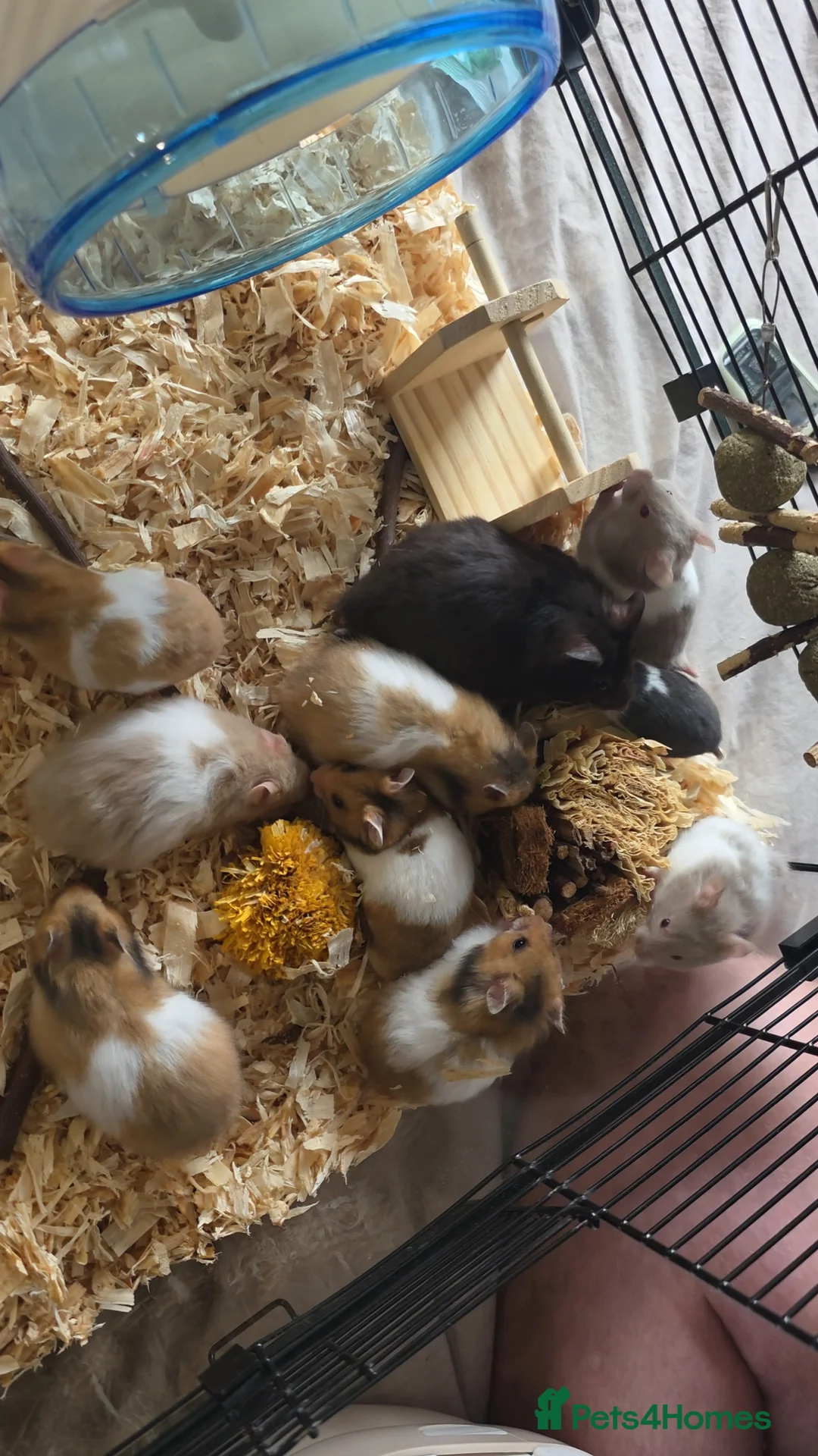 Hamster rodents for sale: Syrian hamsters various colours and genders - Advert 1