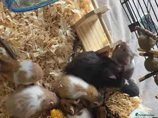 Hamster rodents Syrian hamsters various colours and genders - Advert 1