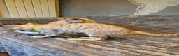 Bengal cats for sale: 🐆💕Very Beautiful Tica Registered Bengal Kittens. - Advert 13