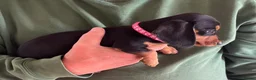 Miniature Dachshund dogs for sale: Beautiful miniature Dachunds - Advert 19