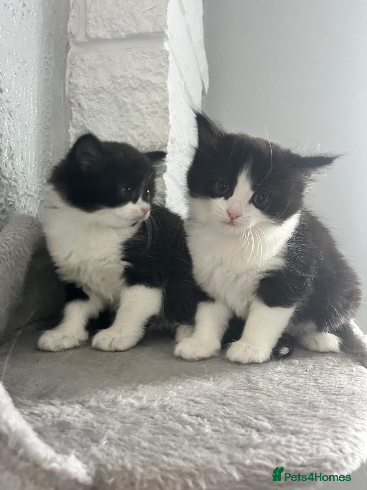 British Shorthair cats Absolutely stunning Half BSH kittens - Advert 12