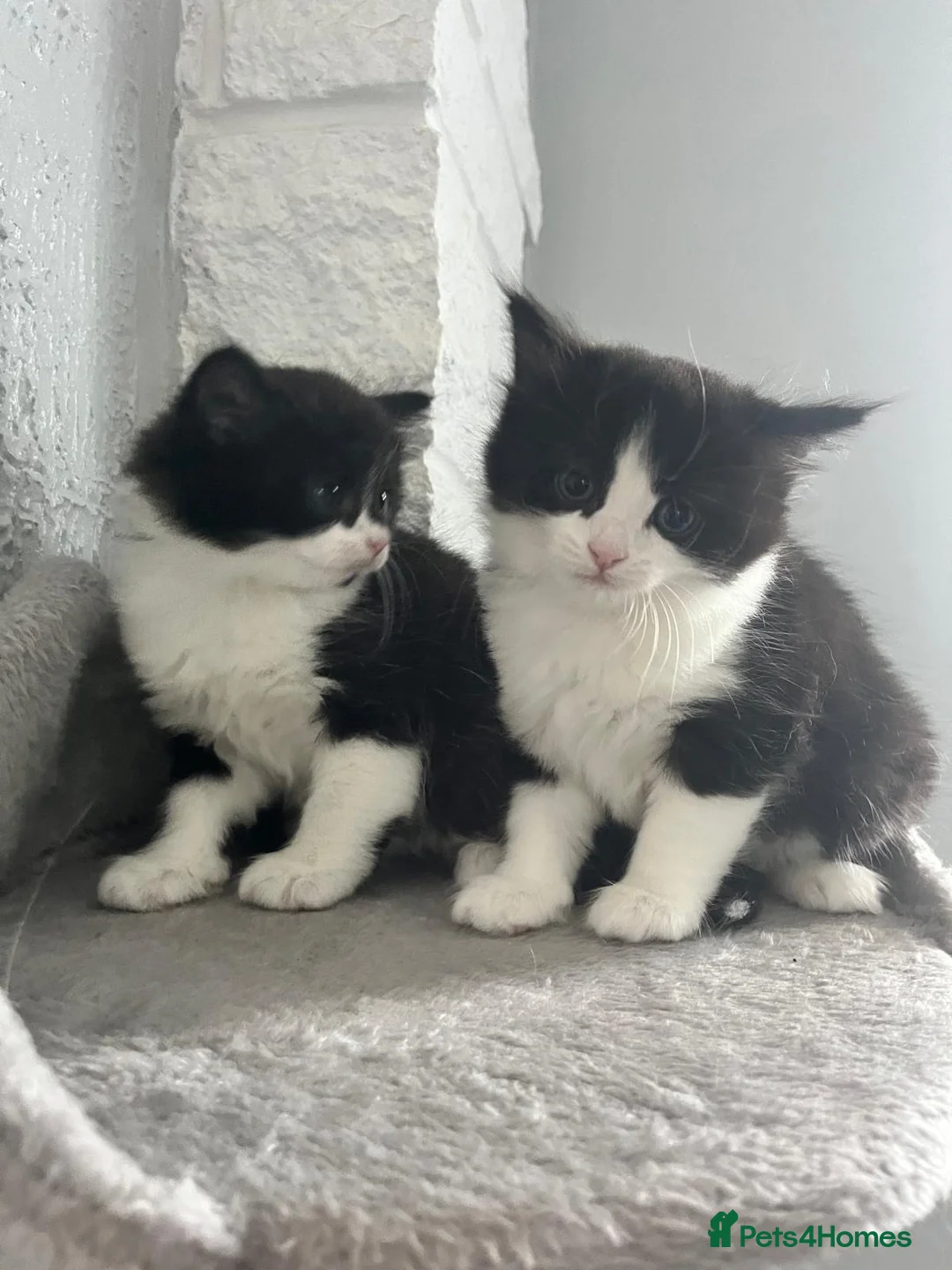 British Shorthair cats for sale: Absolutely stunning Half BSH kittens - Advert 1