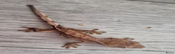 Gecko reptiles for sale: Baby crested gecko, unsexed. High quality - Advert 2