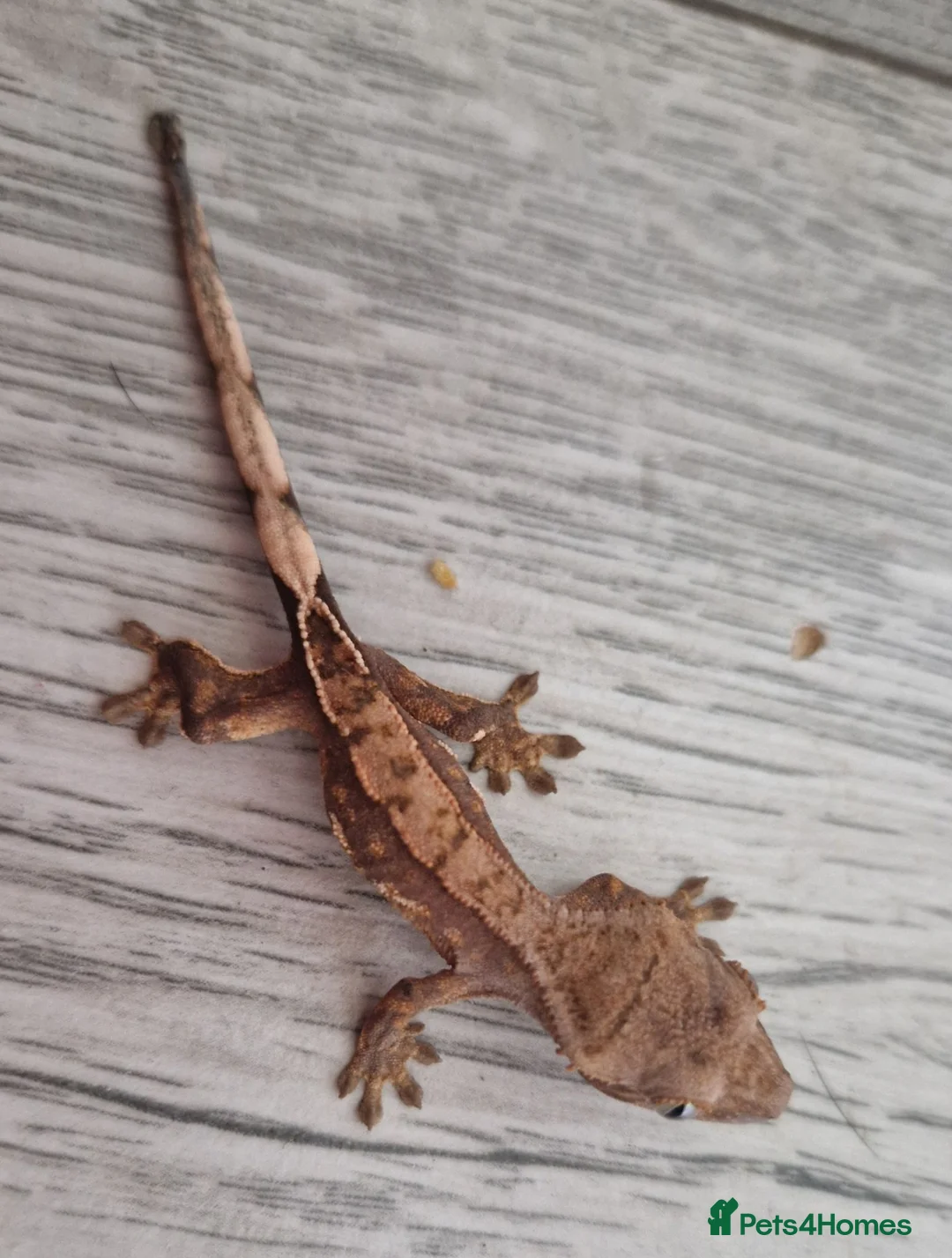 Gecko reptiles for sale: Baby crested gecko, unsexed. High quality - Advert 2