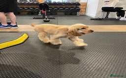 Cocker Spaniel dogs for sale: GOLDEN SHOW COCKER PUPPIES  - Image 26