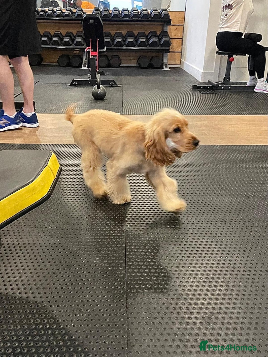 Cocker Spaniel dogs for sale: GOLDEN SHOW COCKER PUPPIES  - Image 26