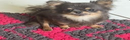 Chihuahua dogs for sale: Handsome long coat tiny chihuahua boy puppies  - Advert 14