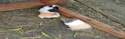 Guinea Pig rodents for sale: Baby boy guinea pigs  available soon - Advert 5
