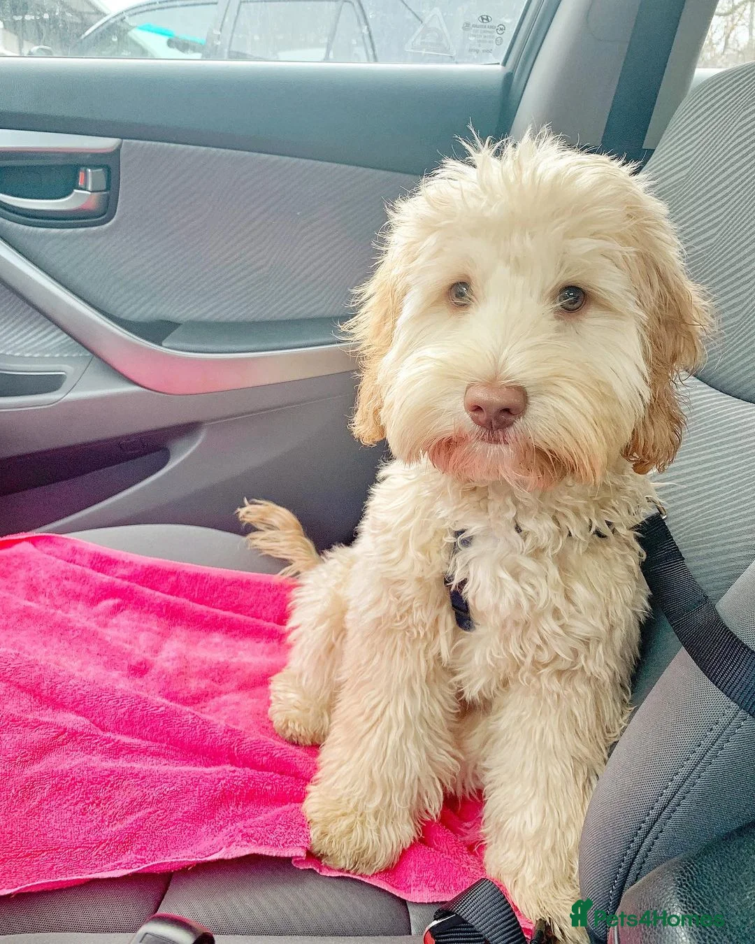 Aussiedoodle dogs for sale: Vinny – Loving Aussie Double Doodle - Advert 2