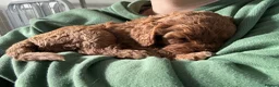Cavapoo dogs for sale: Fully Health Tested F1 Cavapoo’s  - Advert 2