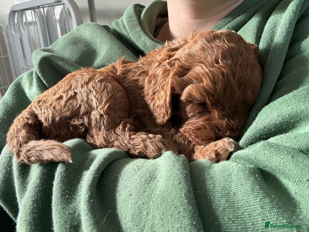 Cavapoo dogs for sale: Fully Health Tested F1 Cavapoo’s  - Advert 2