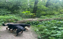 Rottweiler dogs for sale: Siblings Rottweiler boy & girl  - Image 3