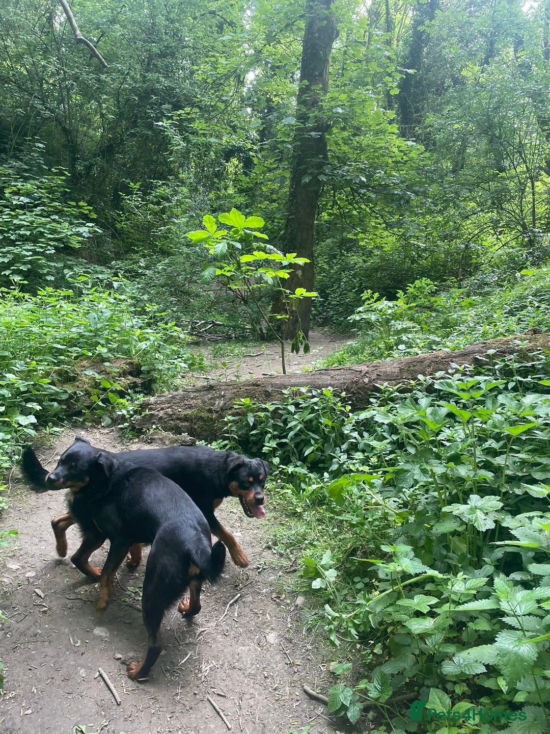 Rottweiler dogs for sale: Siblings Rottweiler boy & girl  - Image 3