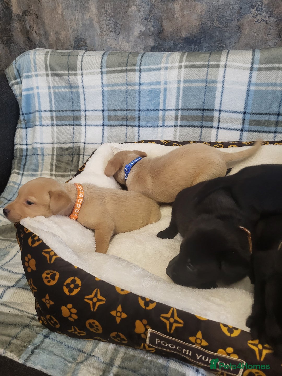Labrador Retriever dogs for sale: KC registered Labrador Retriever puppies - Advert 13