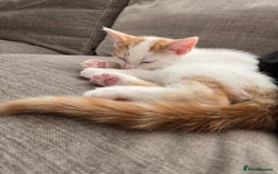 Mixed Breed cats for sale:  Blue eyes Flower pattern mark unique kitten  - Image 2