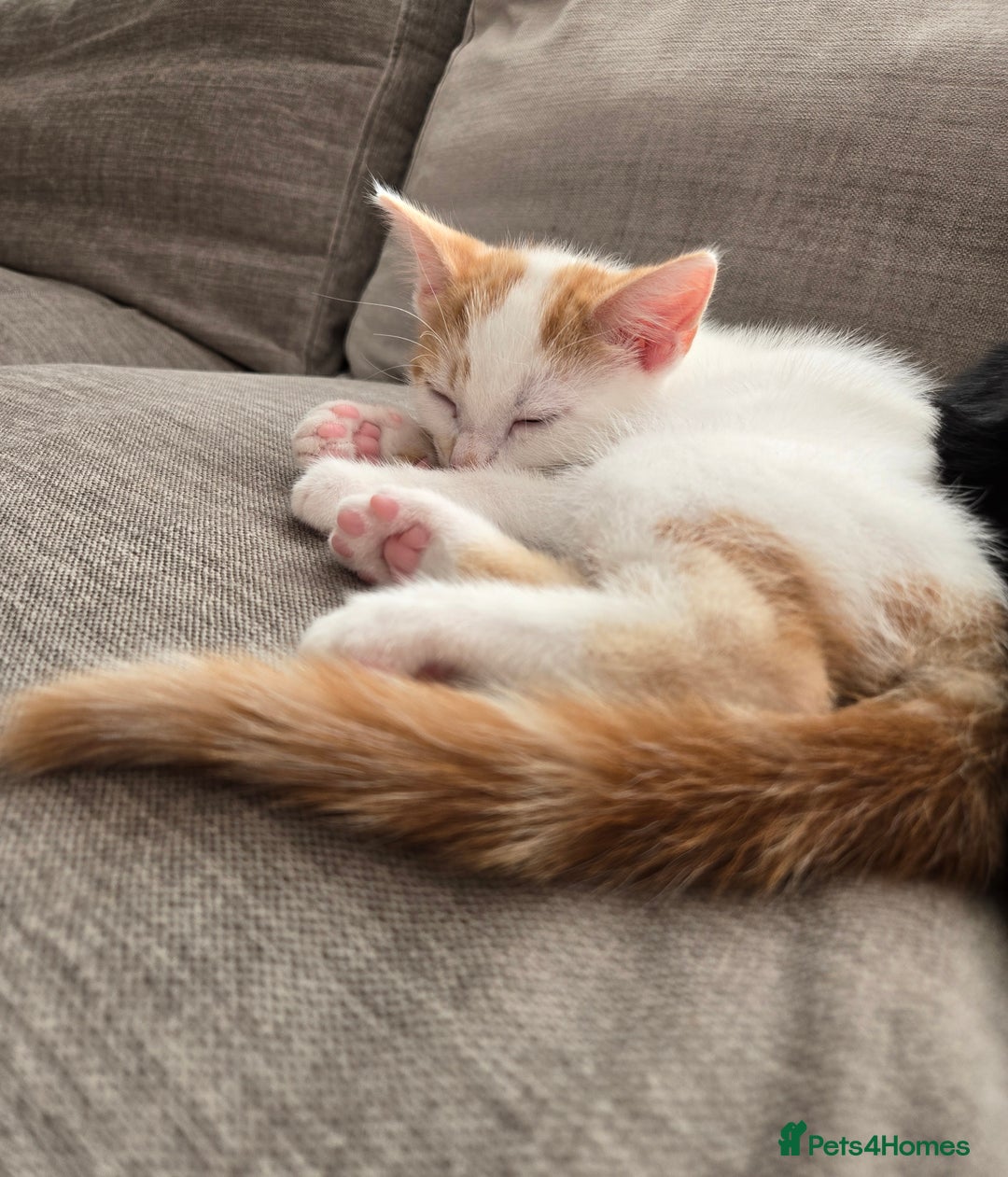 Mixed Breed cats for sale:  Blue eyes Flower pattern mark unique kitten  - Image 2