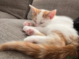 Mixed Breed cats - Advert 9