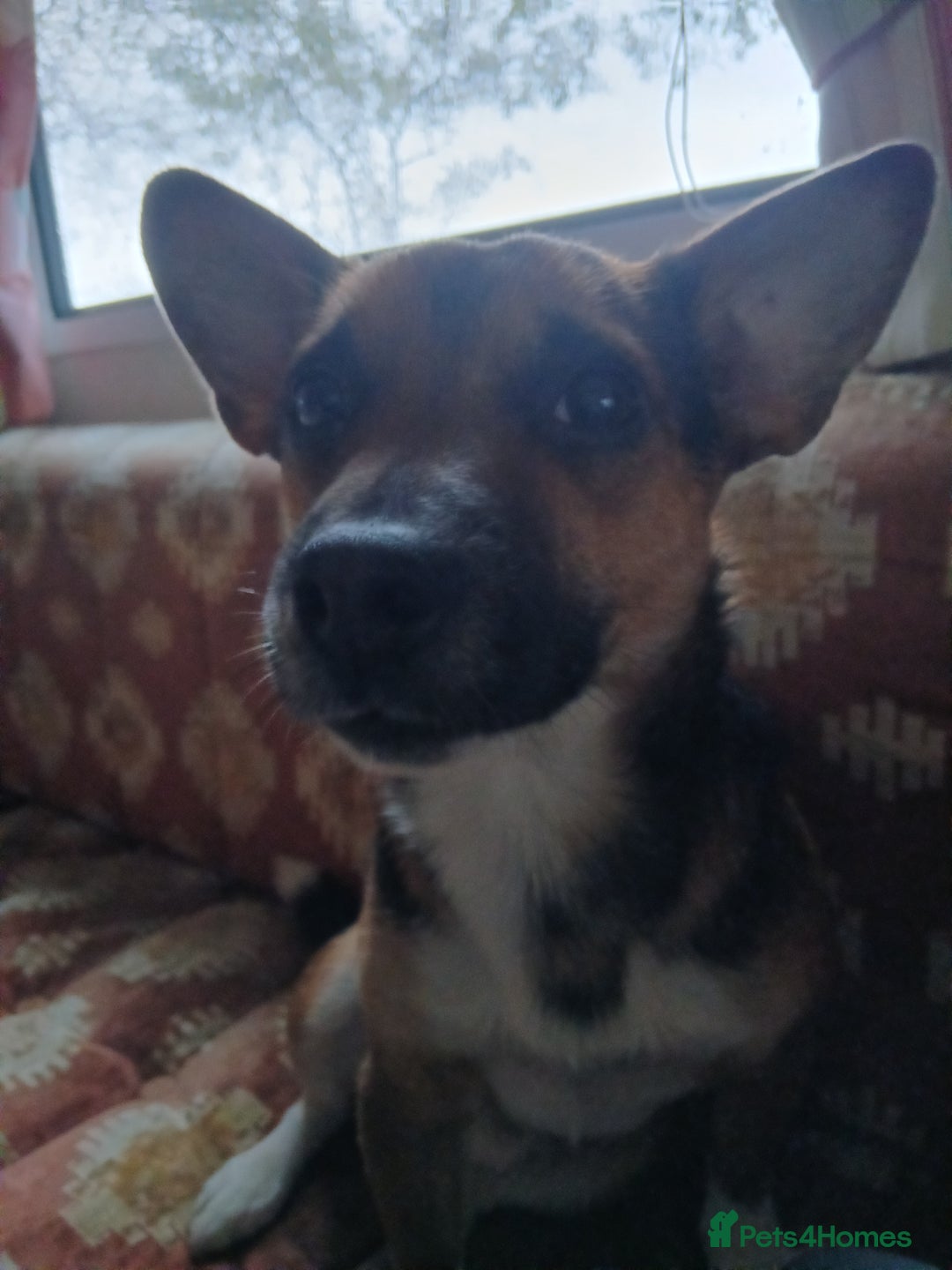 Jack Russell dogs for sale: Paddy the gentle jack - Advert 7