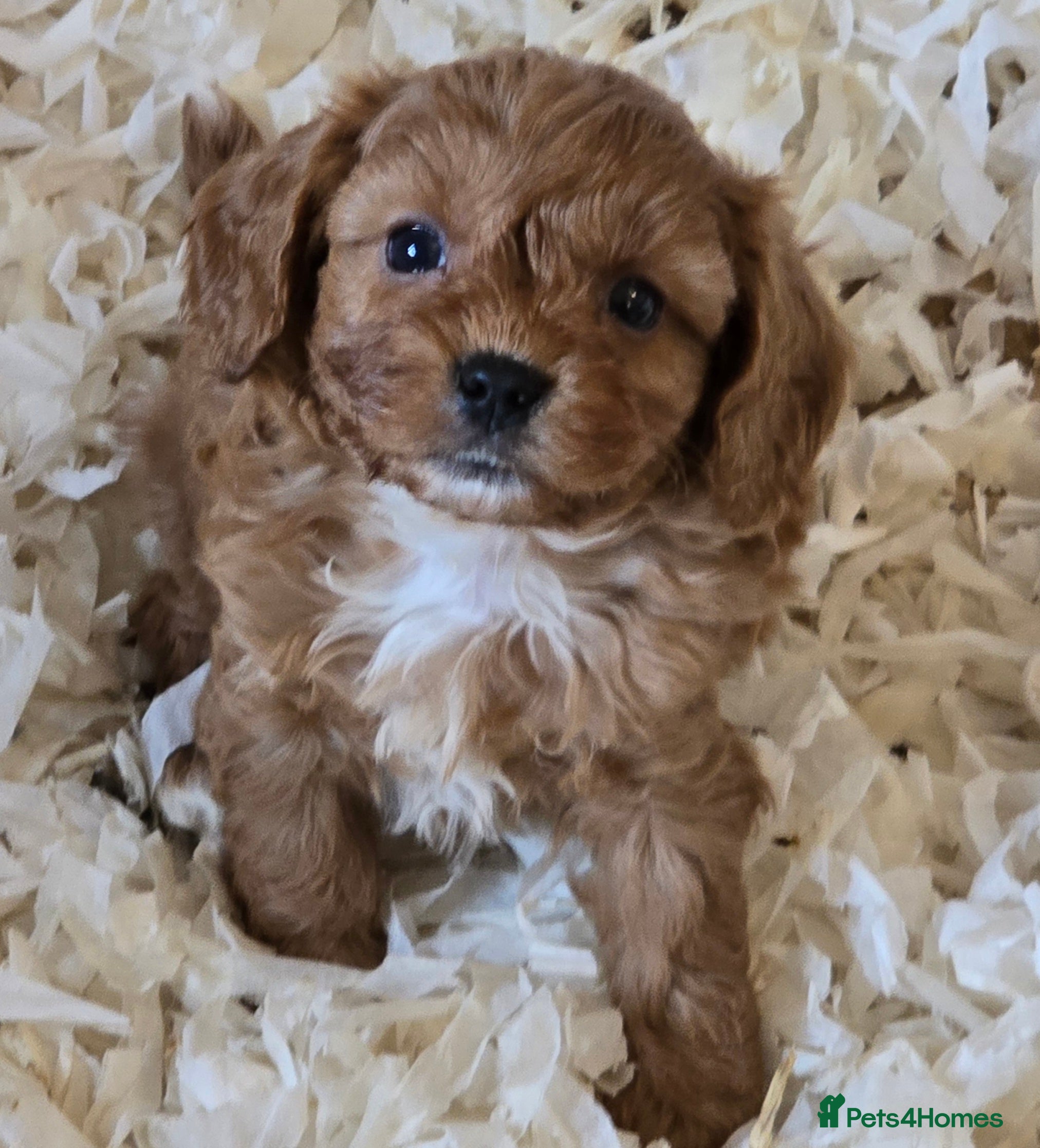 Cavapoo dogs Beautiful litter of f1 cavapoo puppies  - Advert 9