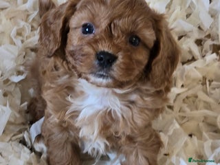 Cavapoo dogs Beautiful litter of f1 cavapoo puppies - Advert 3