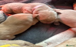 Labrador Retriever dogs for sale: Labrador puppy for Christmas? Dog for life - Image 15