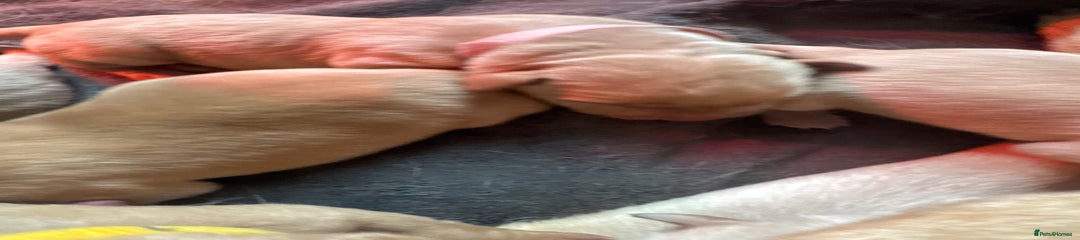 Pink ‘Sparkle’ yellow Labrador puppy