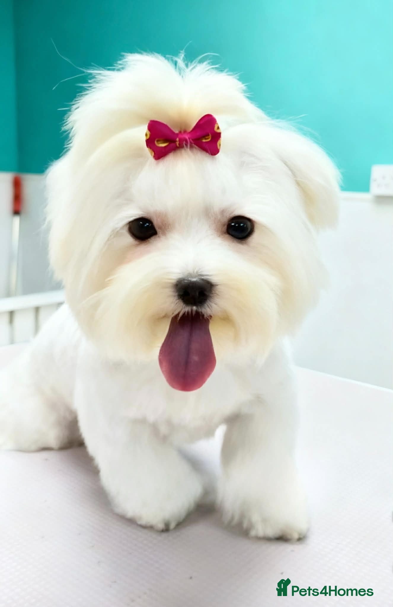 Maltese dogs Mini Maltese Girl 2 years - Advert 4