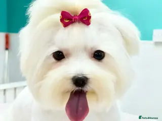 Maltese dogs Mini Maltese Girl 2 years - Advert 14