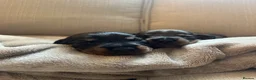 Dachshund dogs for sale: Wire-haired Dachshund Puppy for Sale in Ballater - Advert 6
