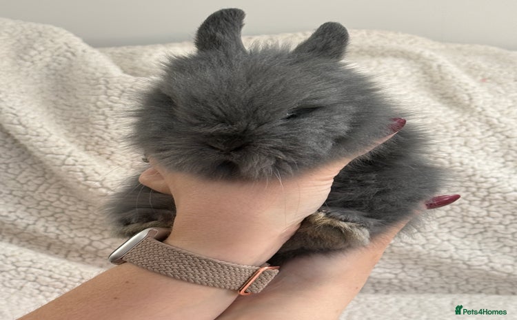 Angora rabbits Teddy bear bunnies  - Advert 1