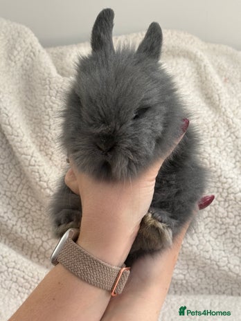 Angora rabbits Teddy bear bunnies - Advert 1