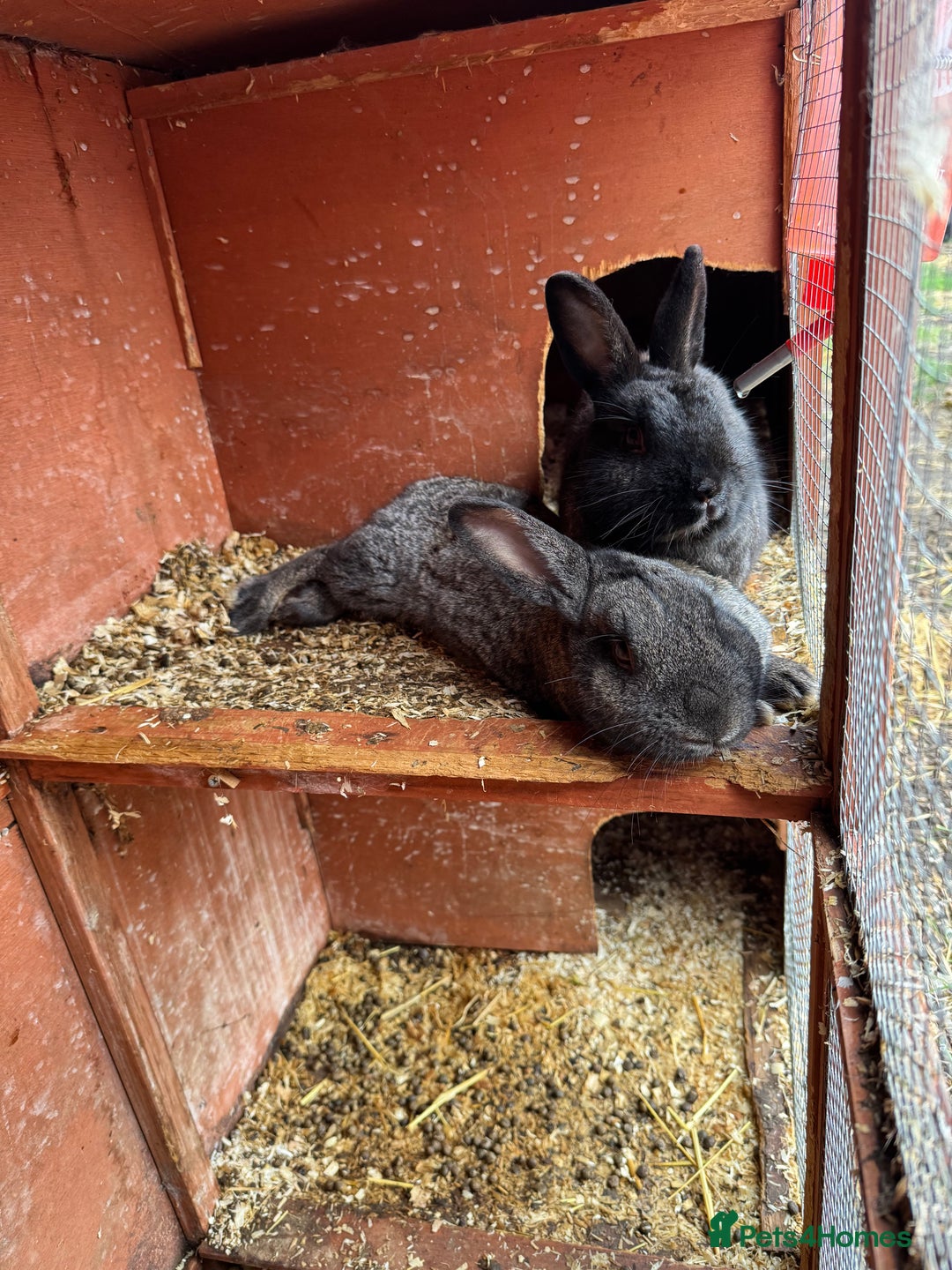English rabbits for sale: Rabbits for rehoming  - Advert 10