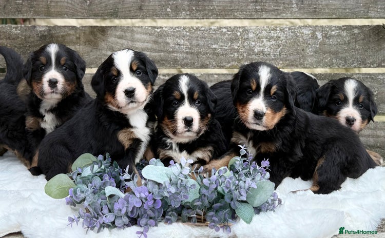 Bernese Mountain Dog dogs - Advert 1