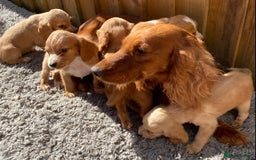 Cocker Spaniel dogs for sale: Golden cocker spaniel puppies  - Image 7