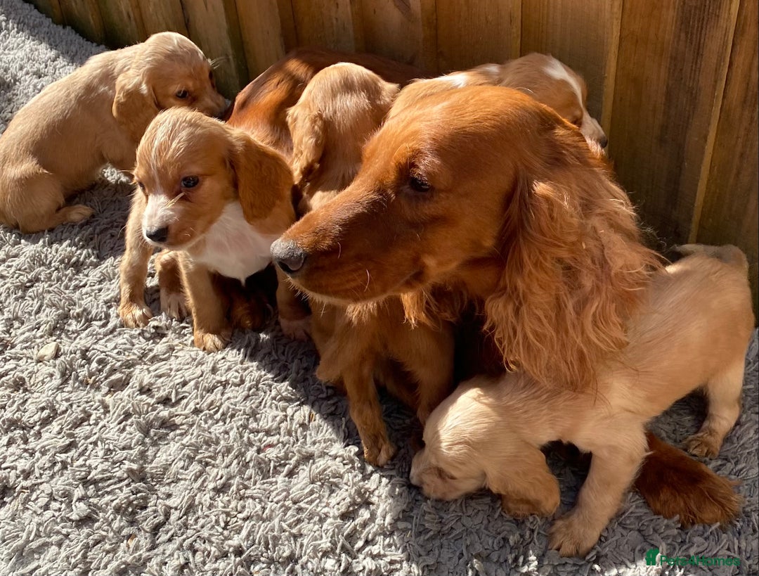 Cocker Spaniel dogs for sale: Golden cocker spaniel puppies  - Image 7