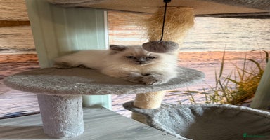 Selkirk Rex cats - Advert 5