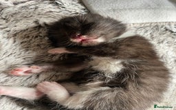 Bengal cats for sale: Mixed Stunning Bengals  - Image 30