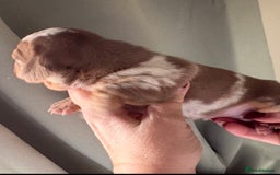 Dachshund dogs for sale: Stunning miniature dauchound puppies  - Advert 8