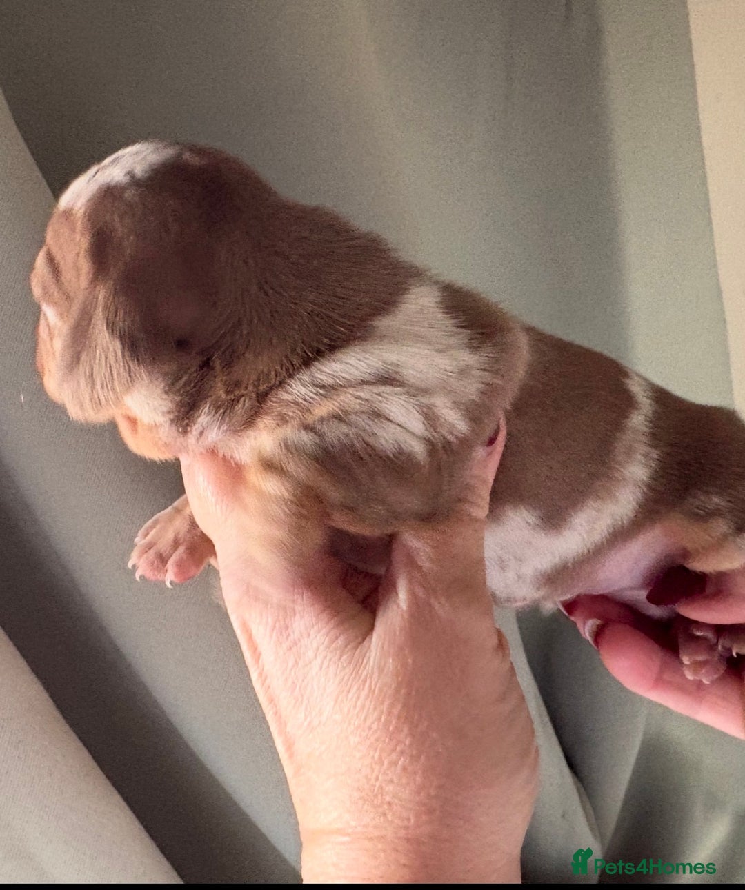 Dachshund dogs for sale: Stunning miniature dauchound puppies  - Advert 8