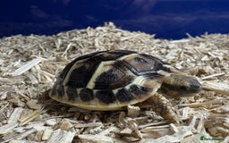 Tortoise reptiles for sale: 2025 UK Bred Western Dwarf Hermann Tortoise  - Image 4