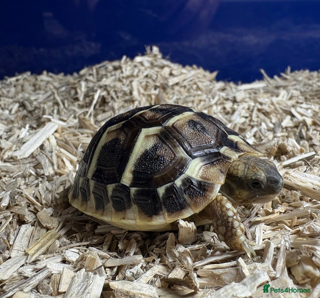 Tortoise reptiles for sale: 2025 UK Bred Western Dwarf Hermann Tortoise  - Image 4
