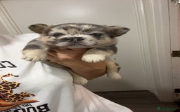 French Bulldog dogs for sale: Beautiful fluffy French bulldogs  - Image 11